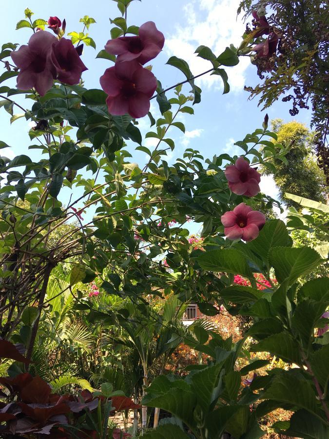 Hidden Paradise Guest House โพคารา ภายนอก รูปภาพ